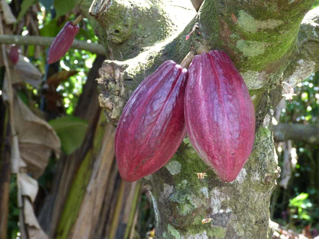 Cocoa, a skin medicine