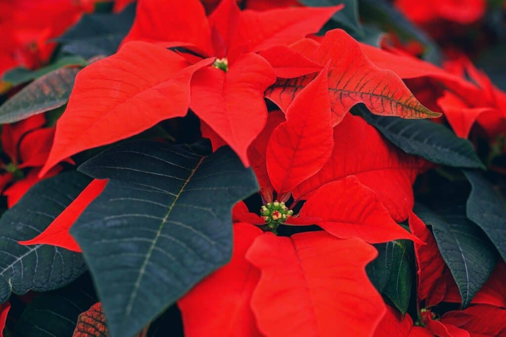 Poinsettia, the flower of the Christmas holidays