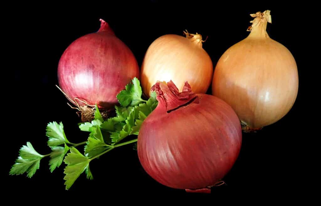 Red onion, natural antibiotic