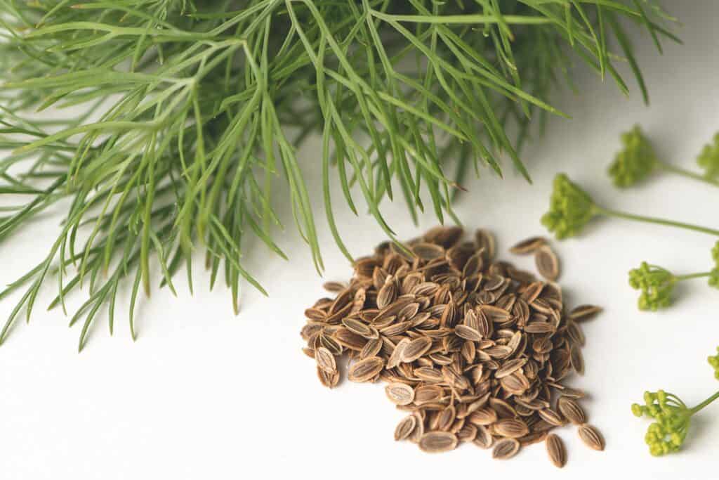 The dill plant with healing effects