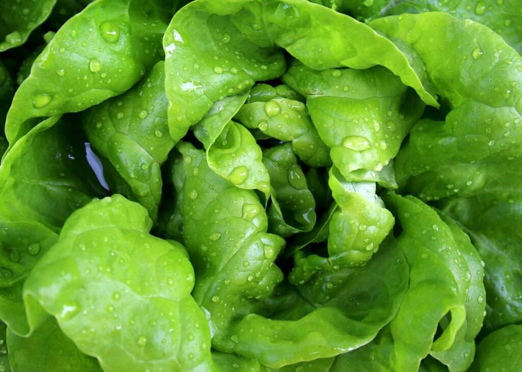Green salad or lettuce