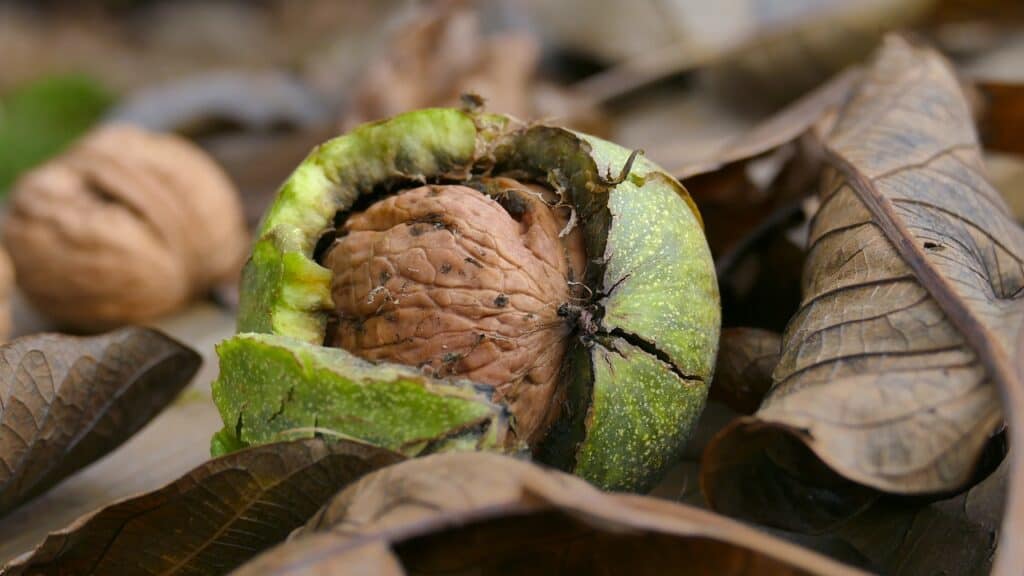 5 Benefits of walnut kernels