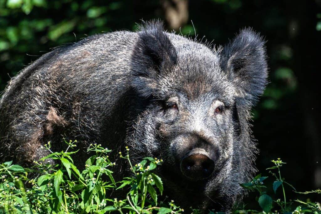 Wild boar - Year of the Metal Boul 2021